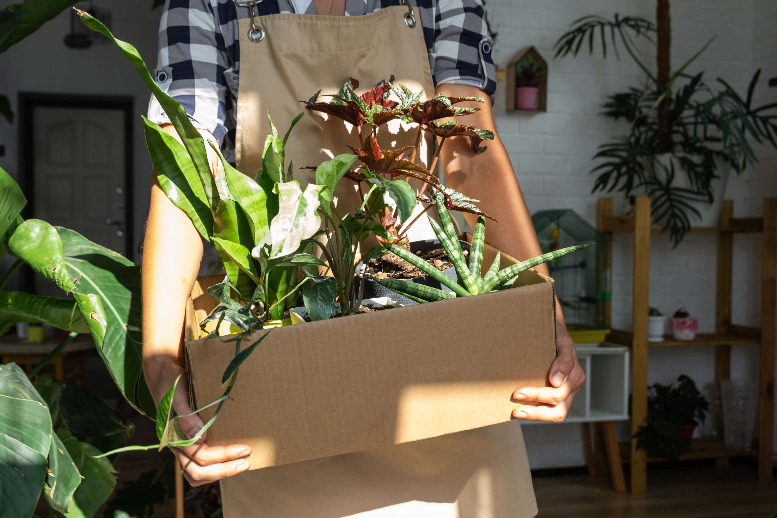 Diferentes plantas en una caja de mudanza